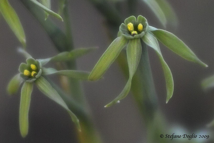 Narcissus viridiflorus